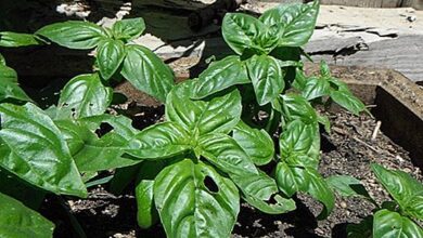 Photo of Cinnamon Basil Info – Como cuidar de plantas de canela e manjericão