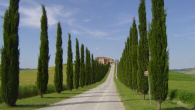 Photo of Cipreste, Cipreste da Provença, Cipreste da Itália