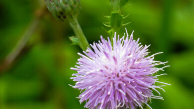 Photo of Cirsium arvense Canada thistle, Cirse des champs, Echausside, Picot, Cardron, Cherdu