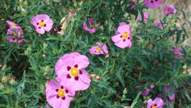 Photo of Cistus x purpureus cistus purpureus