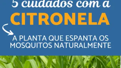 Photo of Citronela: crescimento e tratamento de mosquitos