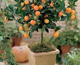 Photo of Citrus mitis Calamondin, Apartamento Laranja