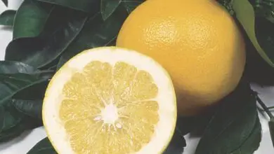 Photo of Citrus x paradisi ou grapefruit care