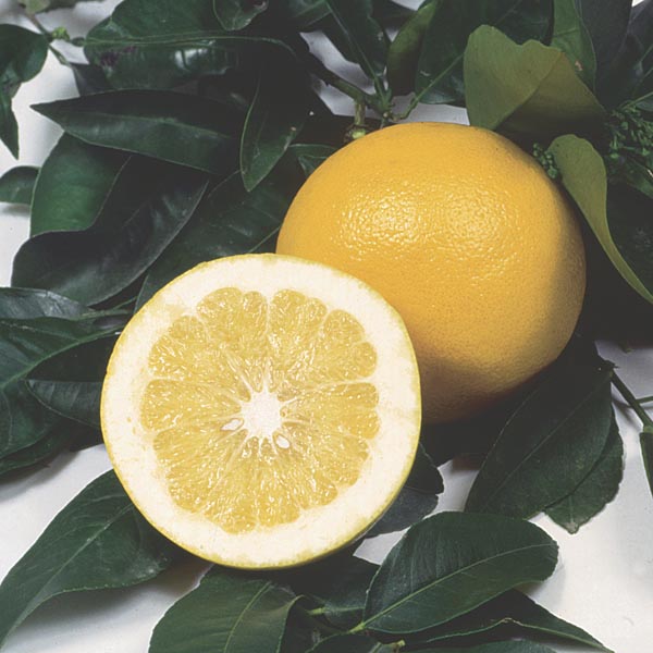 Citrus x paradisi ou grapefruit care Noticias De Jardim