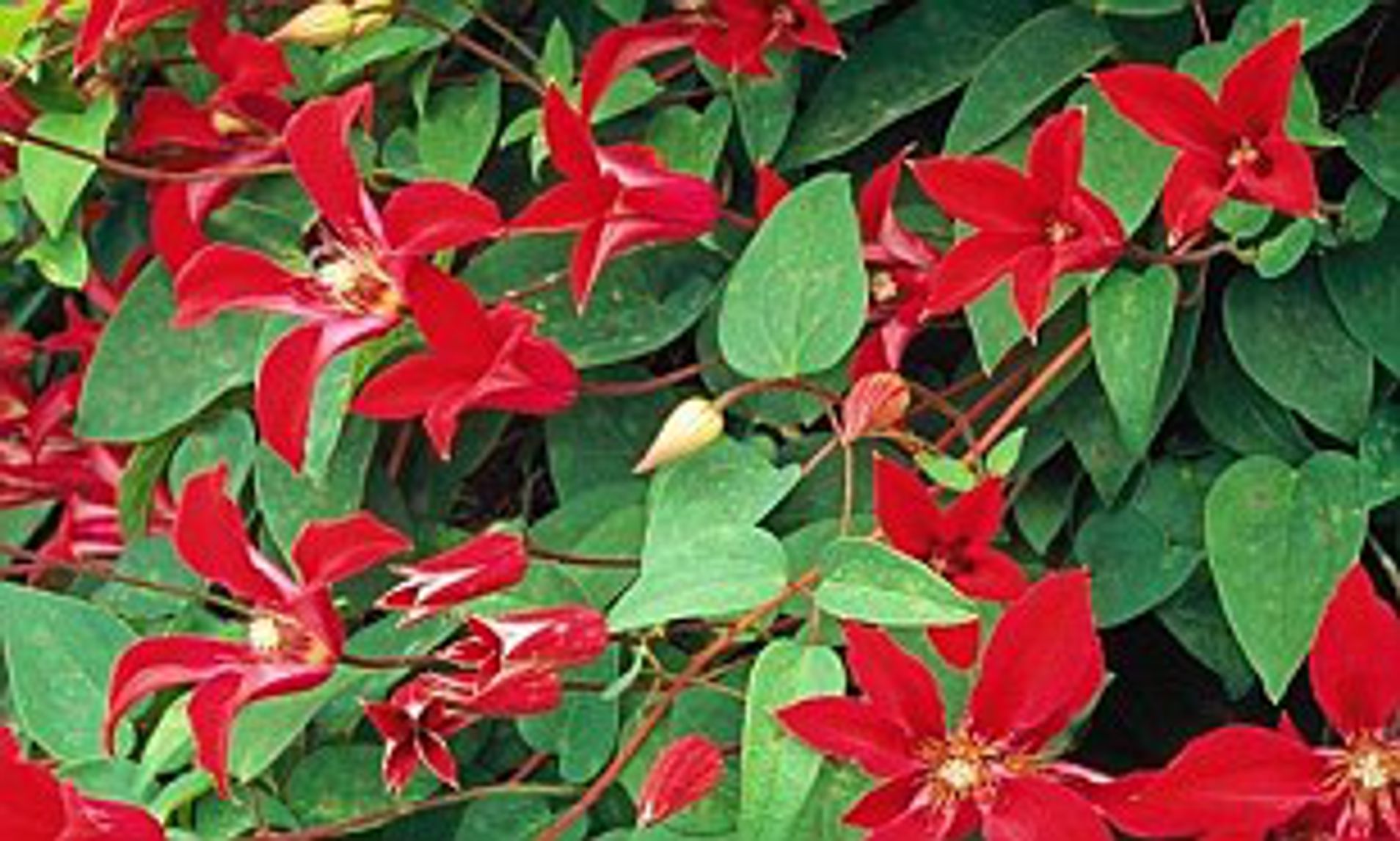 Clematis do Texas Noticias De Jardim