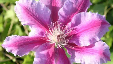 Photo of Clematis Doctor Ruppel.