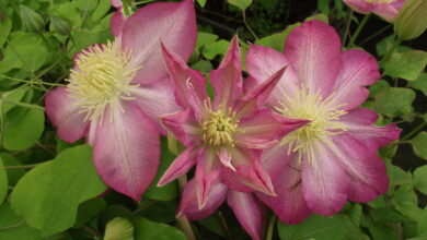 Photo of Clematis patens Asao Clematite Asao