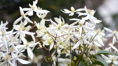 Photo of clematite do Padre Armand