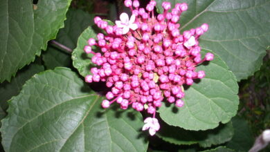 Photo of Clerodendron bungei Clerodendron cheira mal