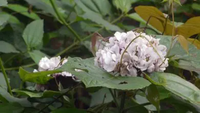 Photo of Clerodendron de Chine