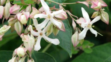 Photo of Clerodendrum trichotomum Árvore do clero, Clerodendron