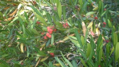 Photo of Cneorum tricoccon, Olivilla ou Olivillo: cuidado de plantas