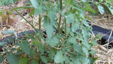 Photo of Cobertura de palha no jardim: Dicas para usar a palha como cobertura morta para legumes