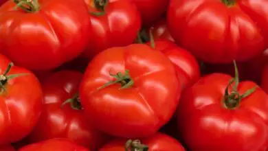 Photo of Cobertura vegetal de tomate: qual é a melhor cobertura vegetal para o tomate?