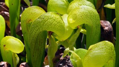 Photo of Cobra Lily Care