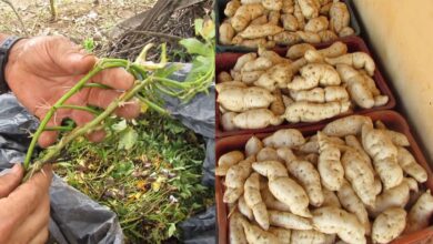 Photo of Cobrindo Batatas Sementes: Como Penduravar Batatas Sementes