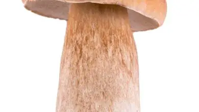 Photo of cogumelo