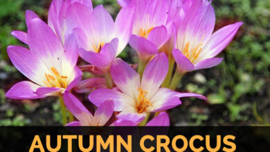 Photo of Colchicum de outono, açafrão dos prados, açafrão de outono, açafrão bastardo