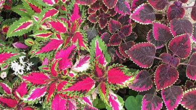 Photo of Coleus, Coliole