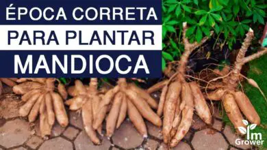 Photo of Colheita da planta de tapioca – Como colher uma planta de tapioca