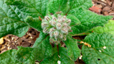 Photo of Colheita de borragem: como e quando colher plantas borrageiras