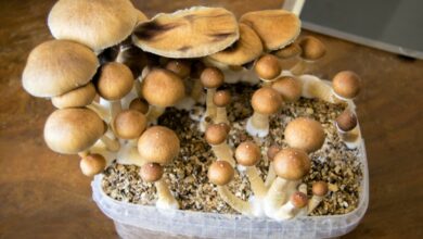 Photo of Colheita de cogumelos: como colher cogumelos em casa