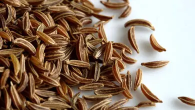 Photo of Colheita de sementes de alcaravia – Quando colher as plântulas de alcaravia