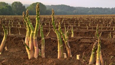 Photo of Colheita dos espargos – Como e quando colher os espargos