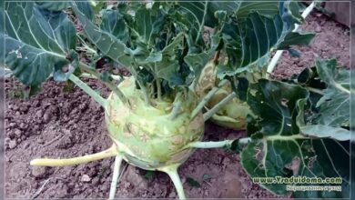 Photo of Comendo legumes kohlrabi: Dicas para colher e cozinhar folhas de kohlrabi