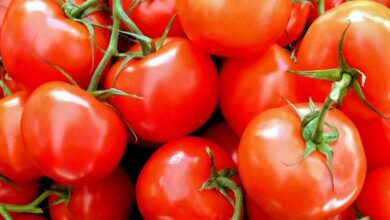 Photo of Comentar cultiver les tomates (Lycopersicon esculentum Mill.)