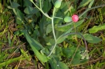 Photo of Comer ervas daninhas – Uma lista de ervas daninhas comestíveis no seu jardim