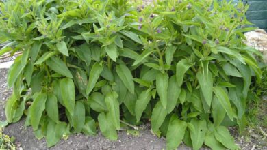 Photo of Comfrey, Comfrey, Grasscutting