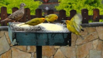 Photo of Como atrair pássaros para o seu jardim