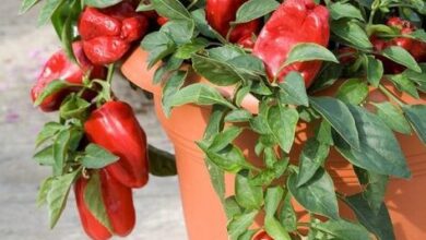 Photo of Como começar a cultivar pimentos – Cultivar pimentos no jardim