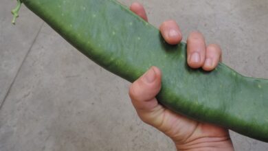 Photo of Como comer as vagens das sementes – Como cultivar as vagens das sementes que você pode comer