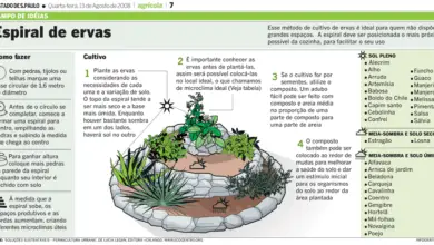 Photo of Como construir uma espiral de ervas no seu jardim (e porque o deve fazer)