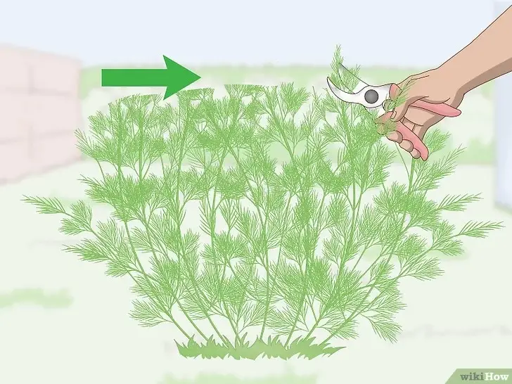 Photo of Como cortar uma planta de endro