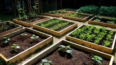 Photo of Como criar canteiros de jardim elevados a partir de resíduos de madeira