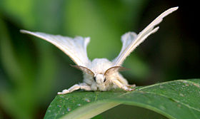 Photo of Como criar o bicho-da-seda e a sua importância para o…