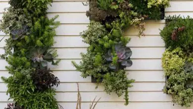 Photo of Como criar um muro de jardim a partir de ervas