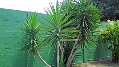 Photo of Como cuidar da gloriosa Yucca ou da brilhante Yucca