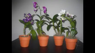 Photo of Como cuidar das orquídeas