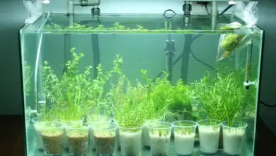 Photo of Como cuidar das plantas de aquário