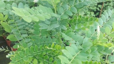 Photo of Como cuidar de Acacia no Japão ou Sophora?