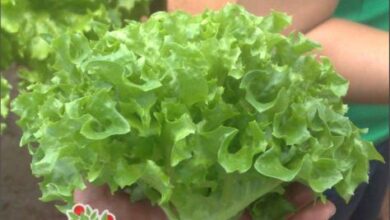 Photo of Como cultivar alface endive