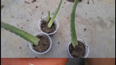 Photo of Como cultivar aloe vera em casa