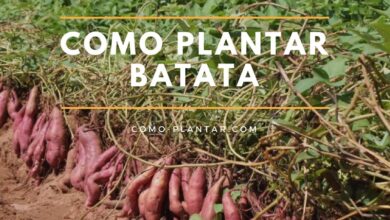 Photo of Como cultivar batatas: quando devem ser plantadas?