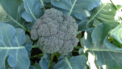 Photo of Como cultivar brócolos no jardim da sua casa