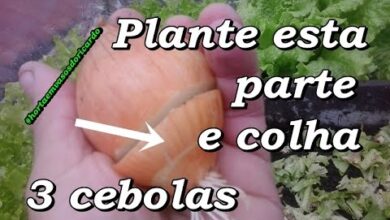 Photo of Como cultivar cebolas a partir de sementes em 7 etapas fáceis