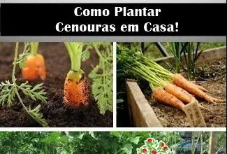 Photo of Como Cultivar Cenouras – Cultivar Cenouras no Jardim